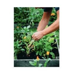 De Meisjes van de Moestuin
