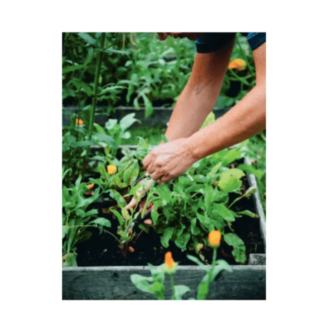 De Meisjes van de Moestuin