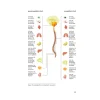 FOOD BODY MIND : rem inflammatie, blijf langer gezond - PRE-ORDER (september)