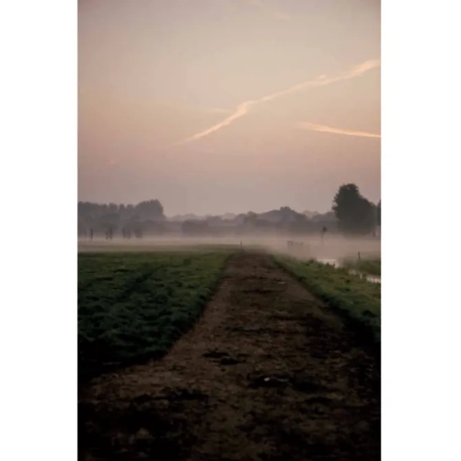 Hollandse kaas : Betty Koster