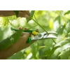 Opinel snoeischaar 21,5 cm rvs groen