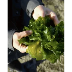 Proef de zee : koken met zeewier