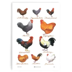 Samuel Lamont theedoek Chickens